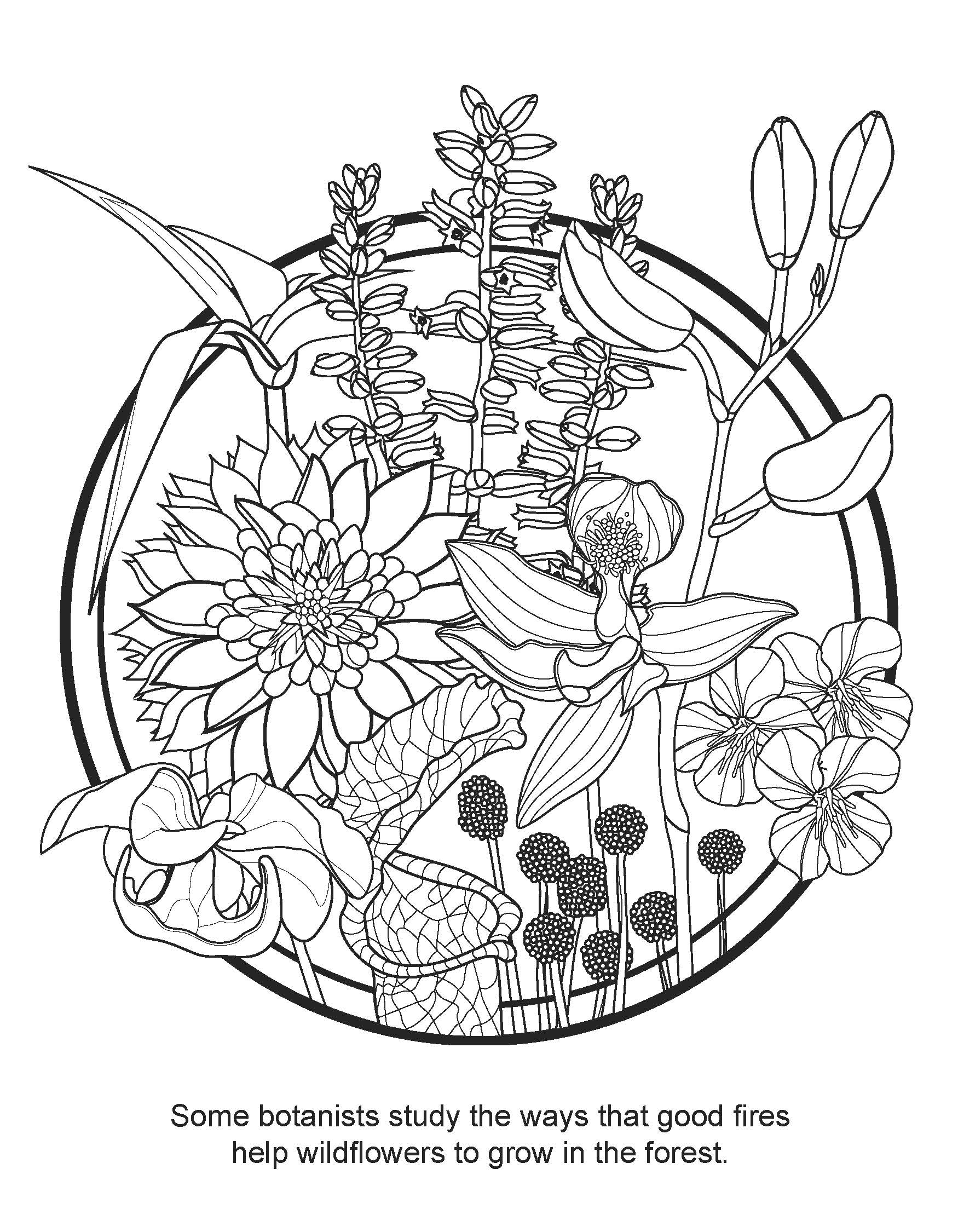 Advanced Fire Scientist Coloring Book Natural Inquirer