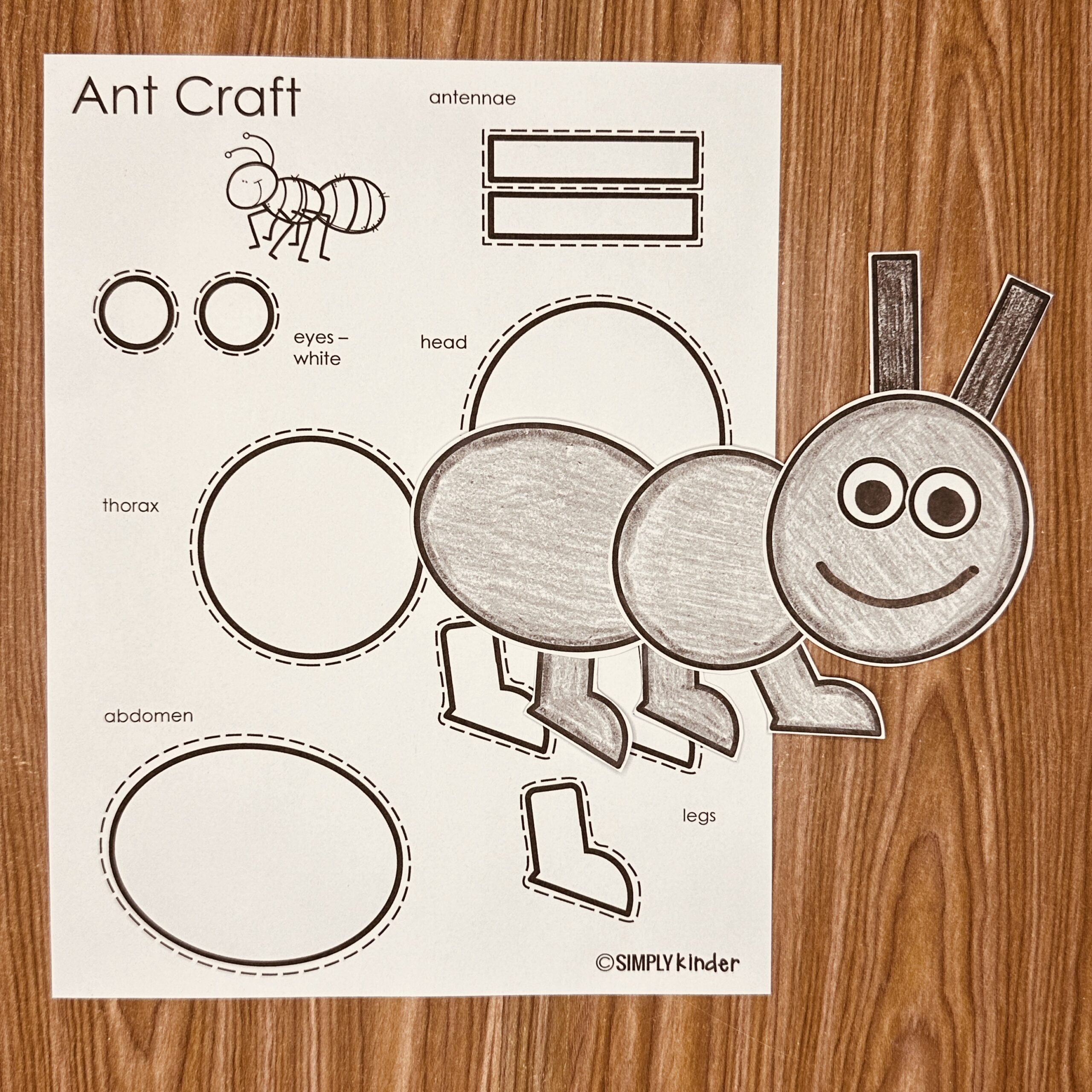 ant printable template