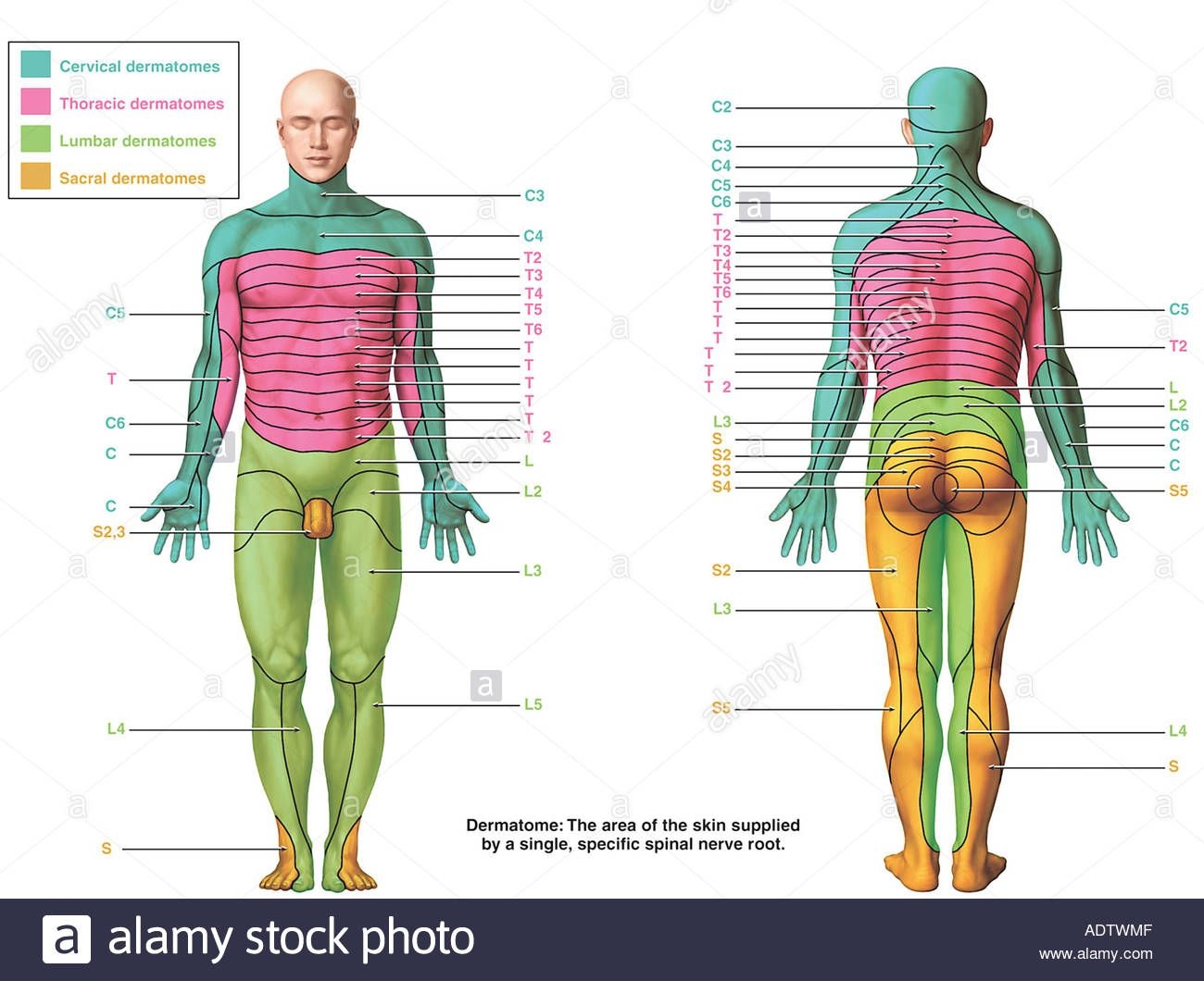 dermatome chart printable
