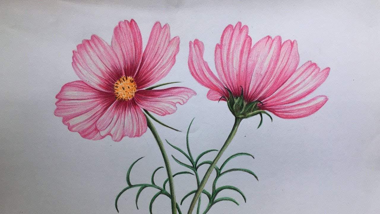 Cosmos Flowers Drawing In Color Pencils How To Draw Flowers YouTube