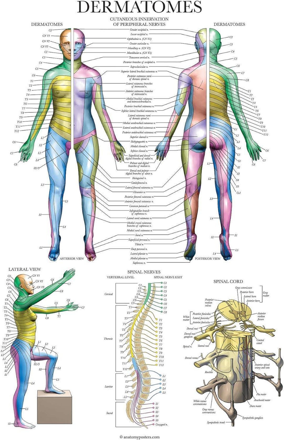 Dermatomes Nervous System Anatomical Chart Dermatomes Anatomy Poster 18 X 24 Etsy