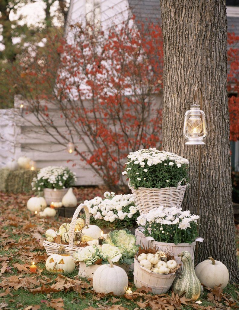 fall images with pumpkins