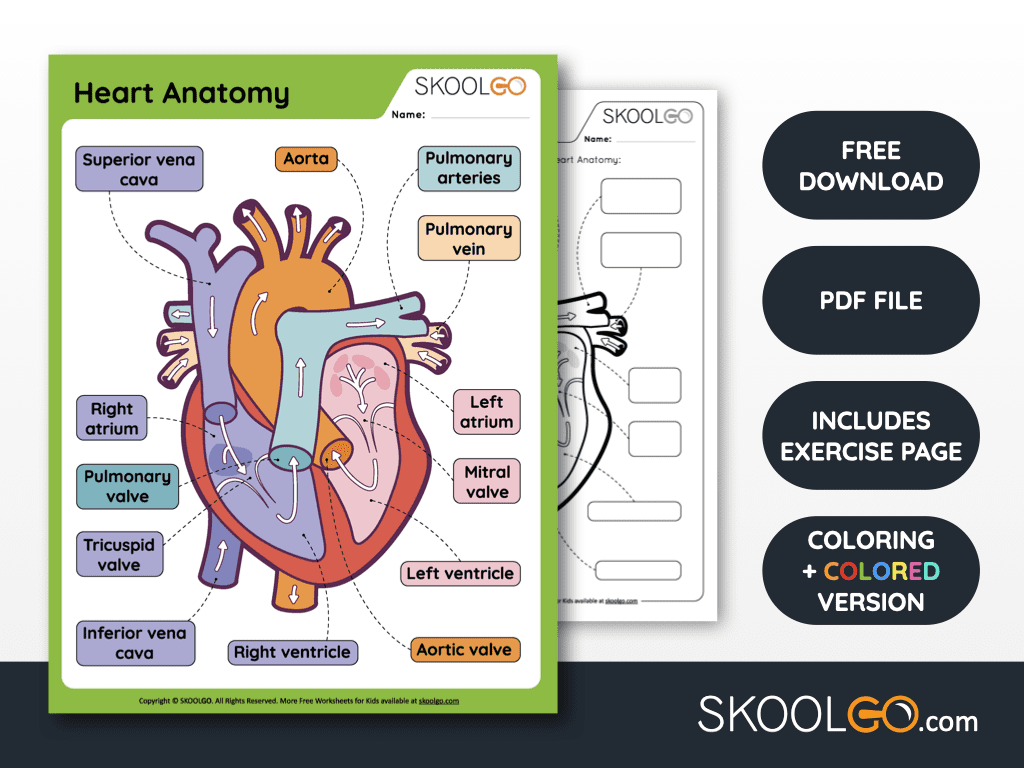 free printable anatomy worksheets pdf