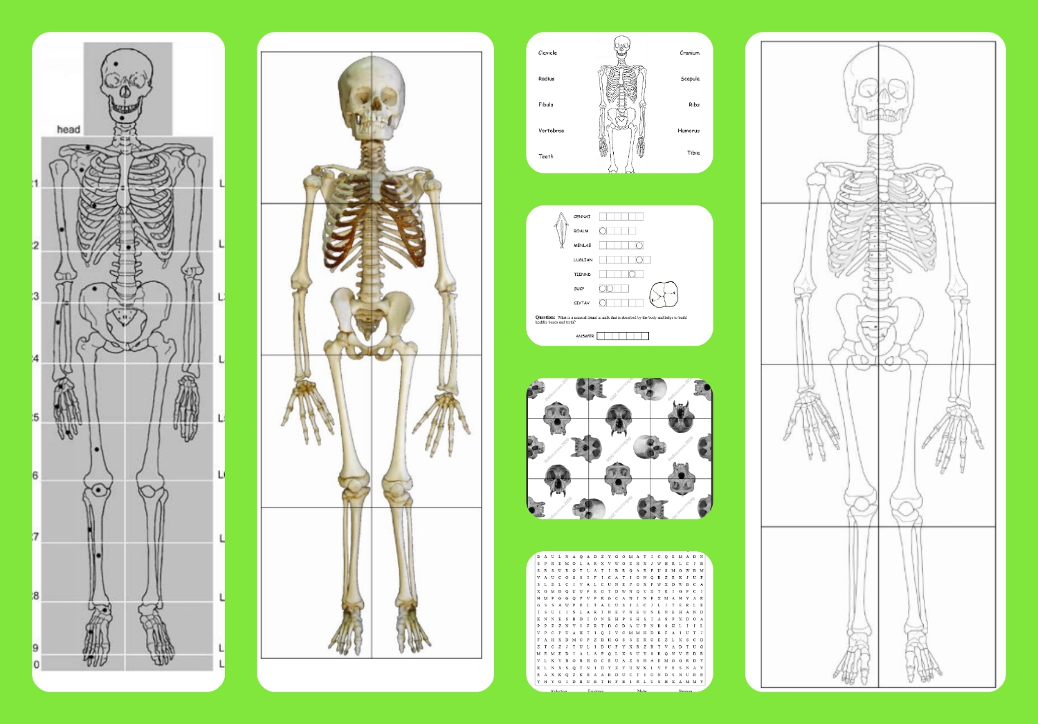 Free Printable Life sized Child And Adult Skeletons Skull Puzzles And More A Magical Homeschool