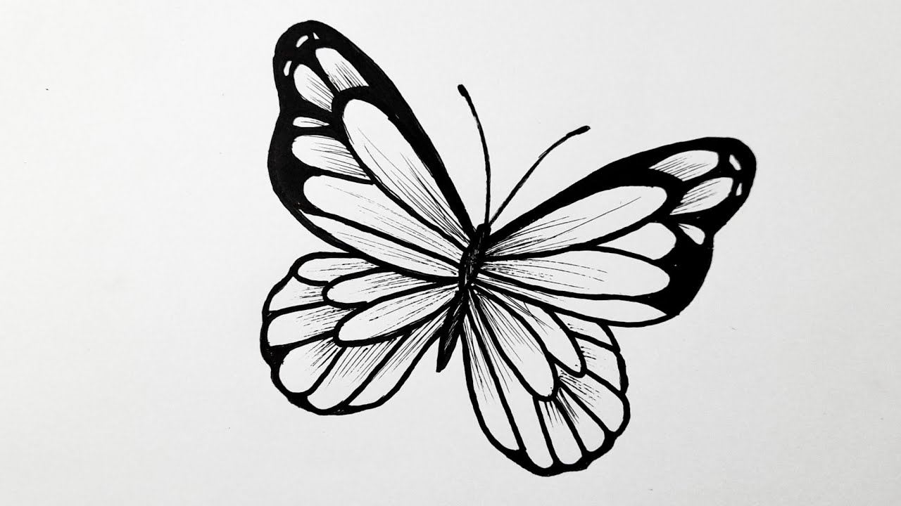 How To Draw A Butterfly Easy Step By Step Butterfly Drawing YouTube