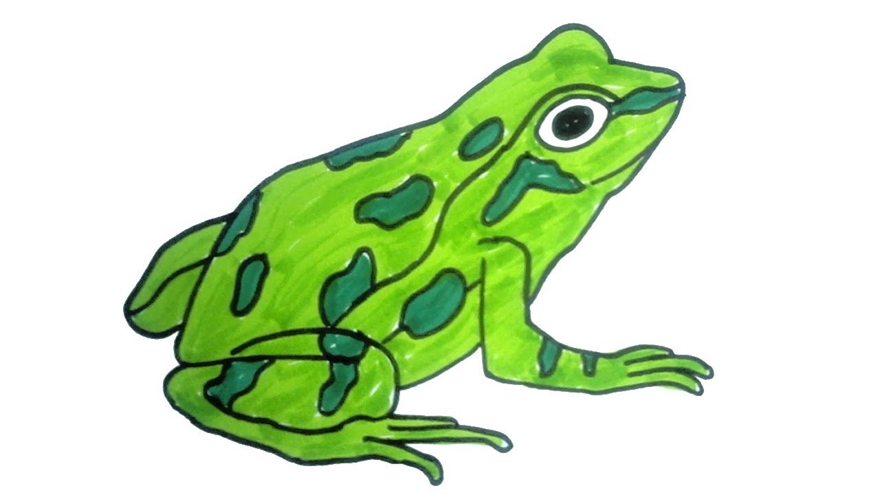 How To Draw A Frog Easy Step By Step Drawing For Kids Children Drawing And Coloring YouTube