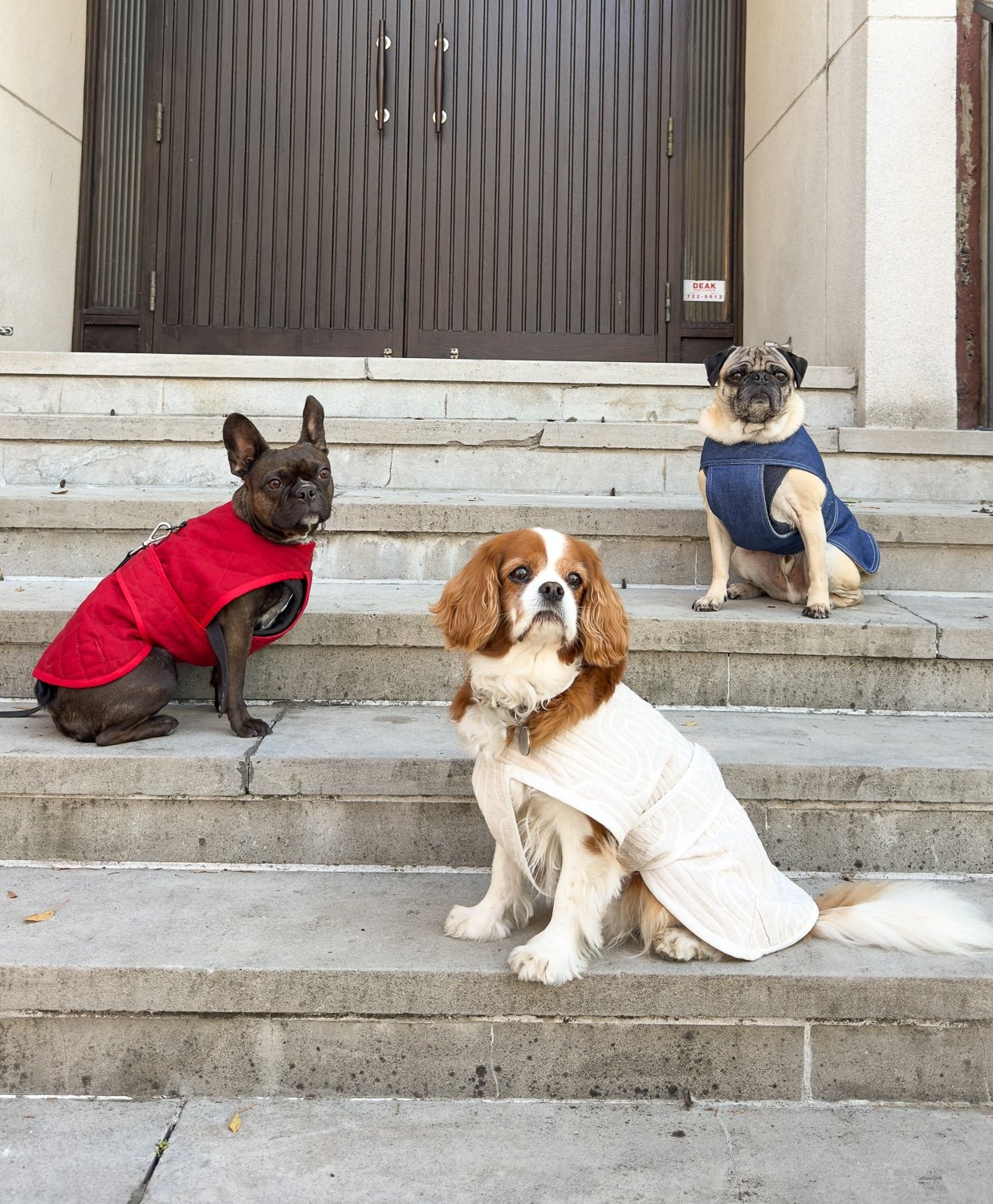 free printable dog coat pattern pdf