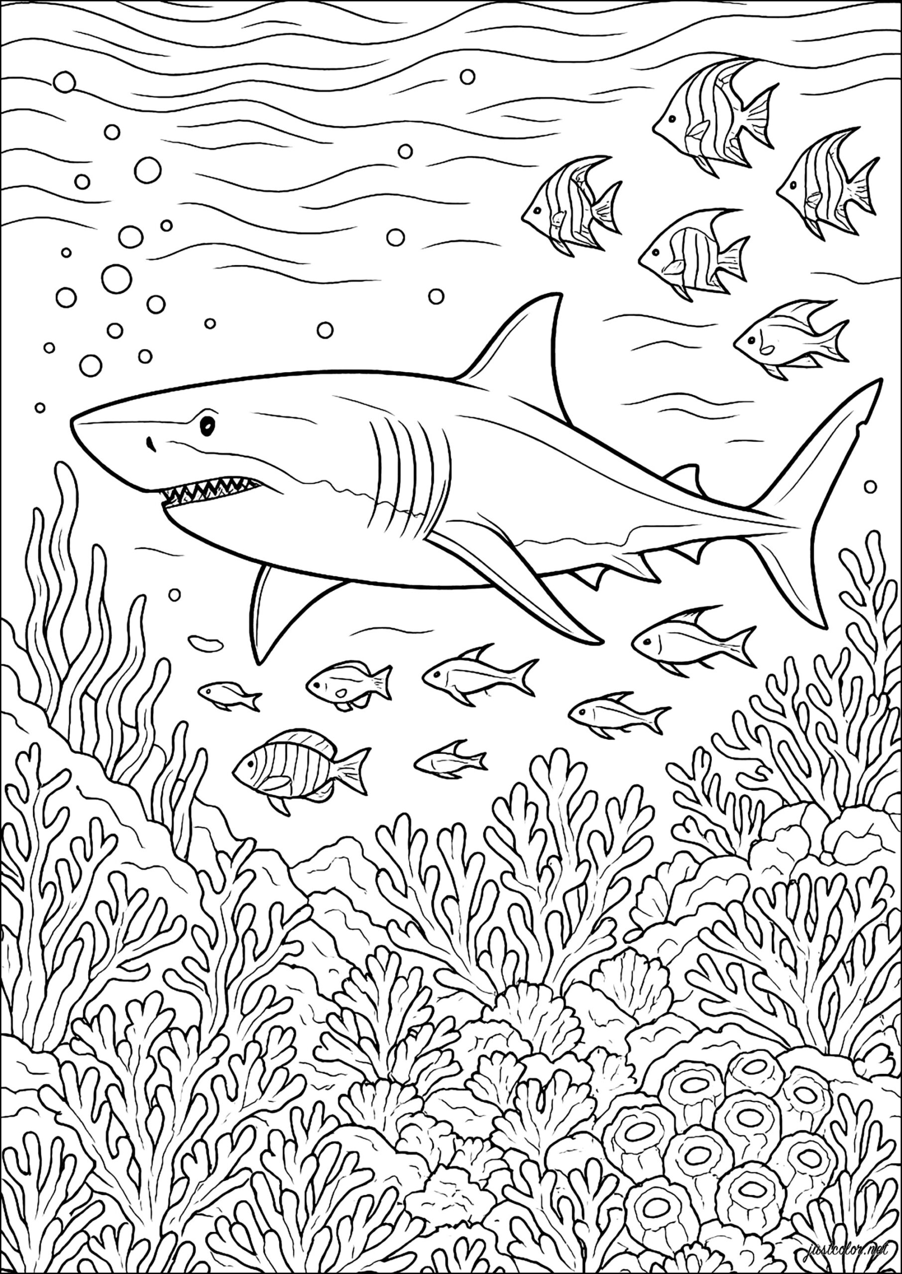 King Of The Oceans Shark Coloring Pages For Adults
