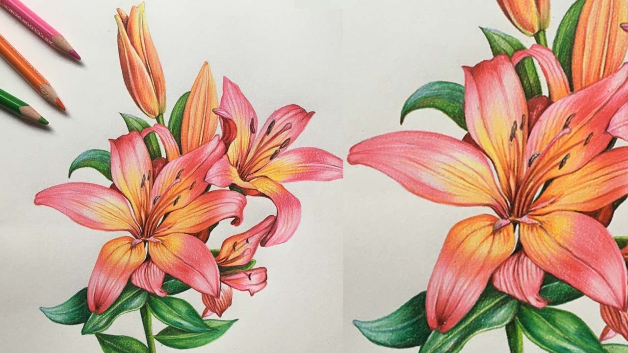 Lily Flowers Drawing In Colors Pencils Flower Drawing Camlin Triangular Color Pencils YouTube