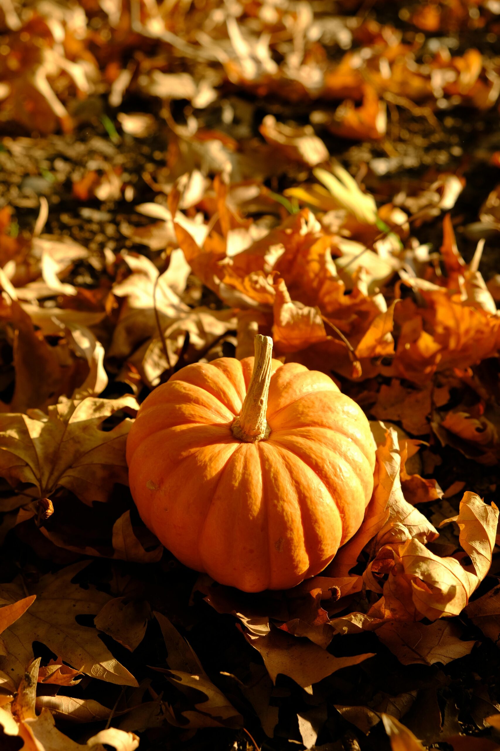 Pumpkin In Among Autumn Leaves Free Stock Photo