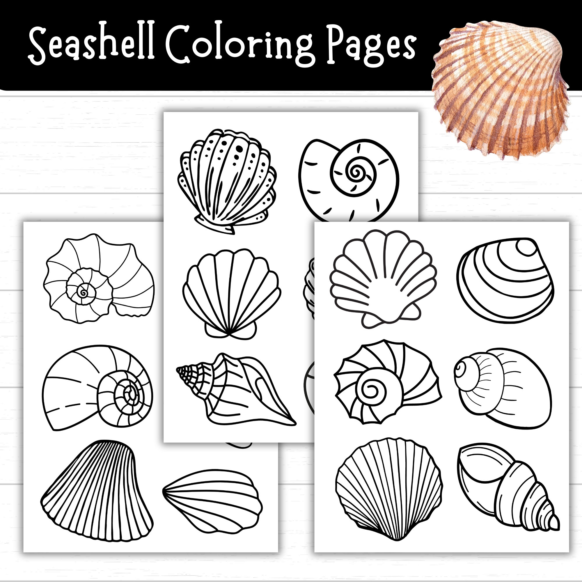 seashell printable template