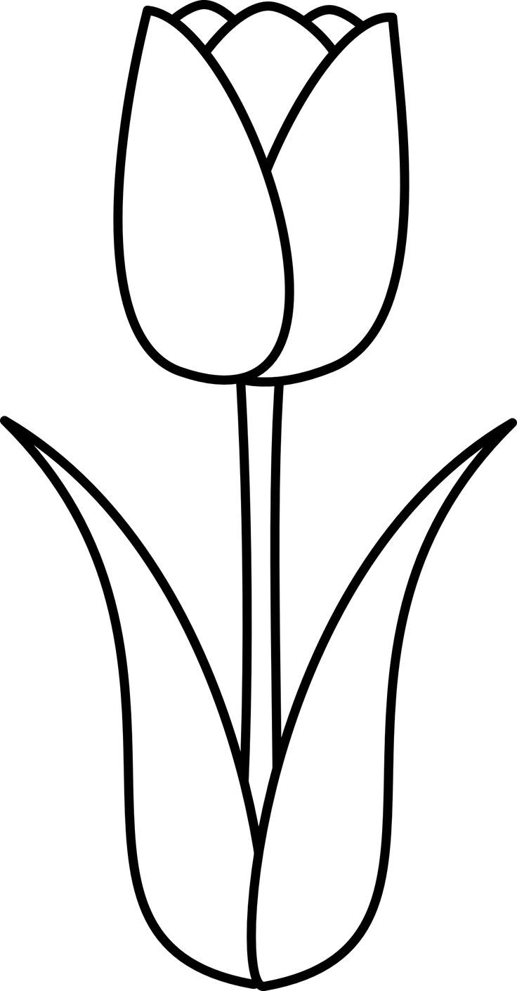 tulip template to color